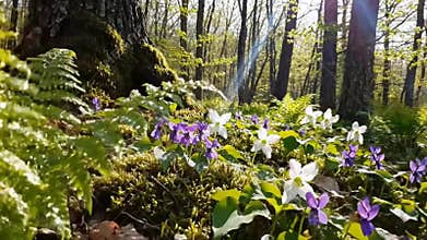 Springtime Forest Floor Scene with Ferns and HD B-Roll Stock Video
