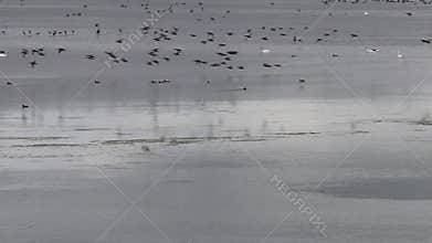 Flying waterfowl over Nonnensee, Germany