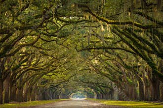 Wormsloe Plantation Oak Trees