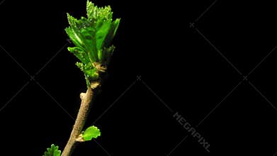 Hibiscus Leaves Time-lapse