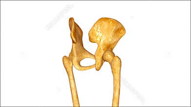 Hip Joint
