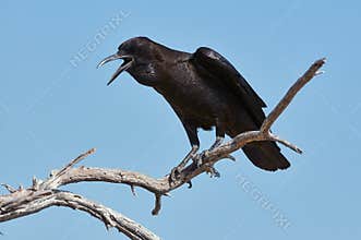 Black crow