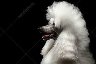Portrait of White Royal Poodle Dog Isolated on Black Background
