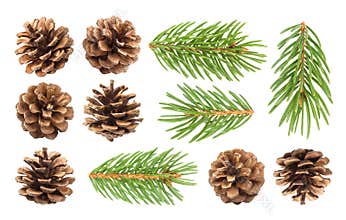Fir tree branch and pine cones isolated on white background