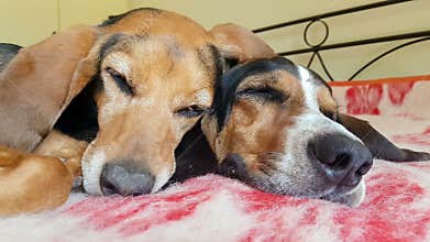 Cute moment of two dogs sleeping side to side. A loving moment of a male and a female dog.