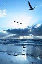 Silver Sunset