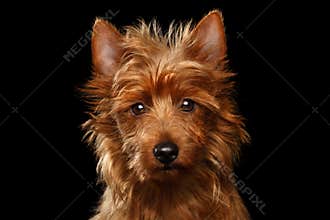 Cute australian terrier dog on isolated black background