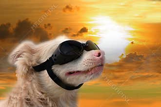 Dog with sunglasses