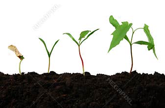 Growth
