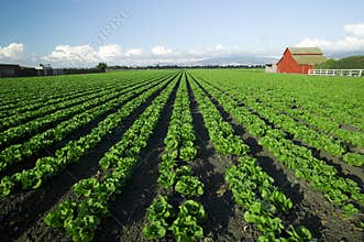 Scenic Farming