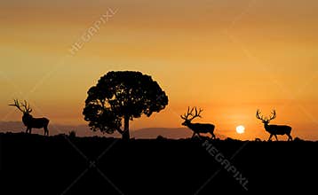 Elk Silhouette