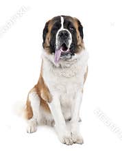 Saint Bernard panting (13 months old)