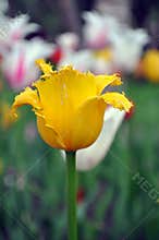 A yellow tulip