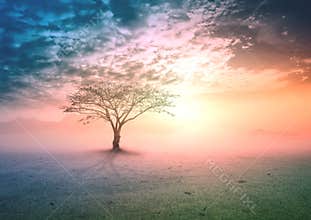 Solitary Tree on Frosty Meadow under Dreamy Pastel Sky with Ethereal Morning Mist