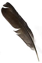 Feather