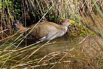 Tasmanian nativehen, flightless bird with yellow beaks, red eyes