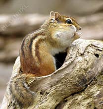 Chipmunk 1