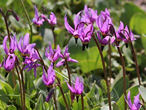 Bonneville Shooting Star Flowers