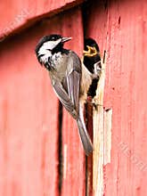 Black-capped Chickadee Bird Perched Over Nest Feeding Young