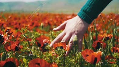 Woman Walks on a Field Poppy Among Flowering Red Poppies