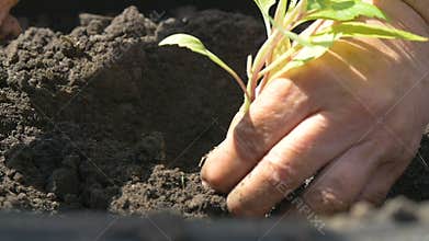 Farmers plant plants in the ground