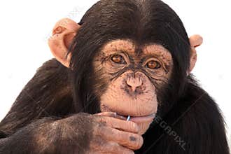 Curious Chimpanzee