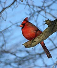 Northern Cardinal