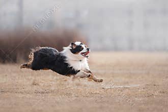 Dog running and playing in the park