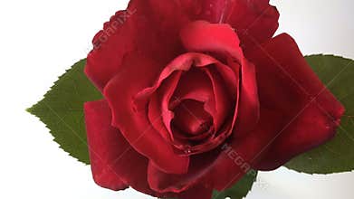 Time lapse red rose blossoming out