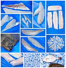 Fresh fish