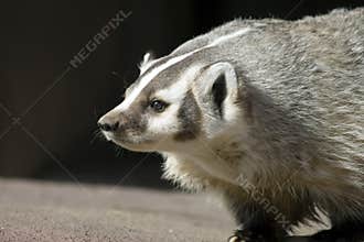 North American Badger