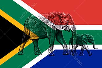 Two elephants superimposed on South African Flag - smooth