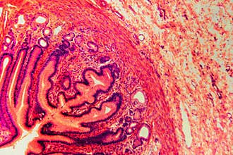 Cell microscopic- pyloric division of the stomach dog