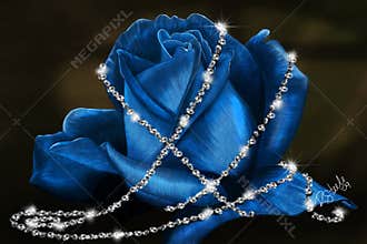 Delicate Blue Rose