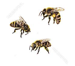 Watercolor Bees on White