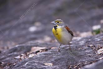Dickcissel (Spiza americana)