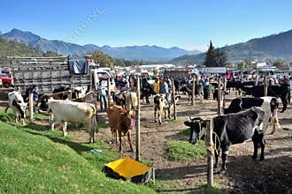 Animal market in Otavalo, Ecuador