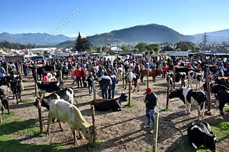 Animal market in Otavalo, Ecuador