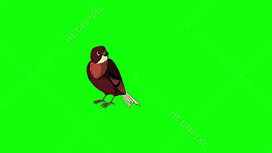 Brown Bird Came Flying and Flies Away