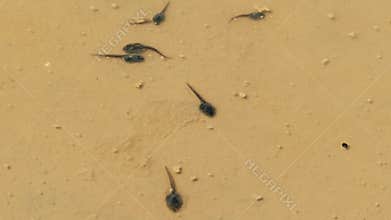 Tadpoles Of Frog In Shallow Dirty Water