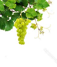 Grapevine with ripe grape cluster