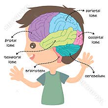 Brain