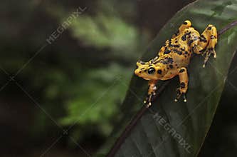 Panamian Golden Frog