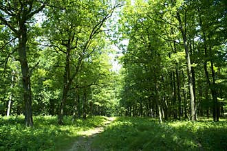 Trail through forest