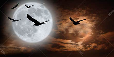 Birds and surreal moonscape