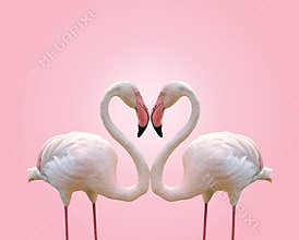 Love concept shape heart of couple flamingo on pink background