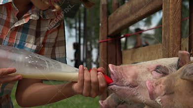 Feeding Pigs At Farm