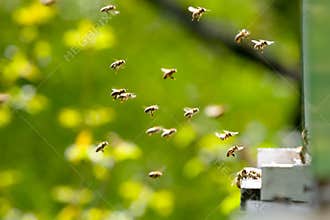 Bees working