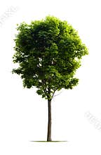 Young Maple Tree