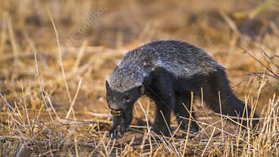 Honey badger in Kruger National park, South Africa